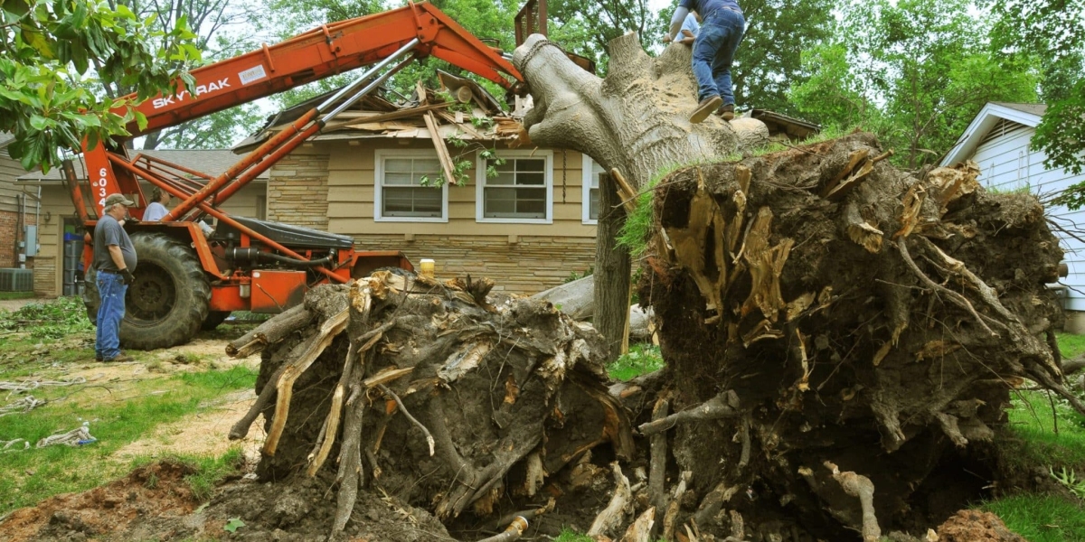 Save Big with Affordable Tree Service Houston Specialists