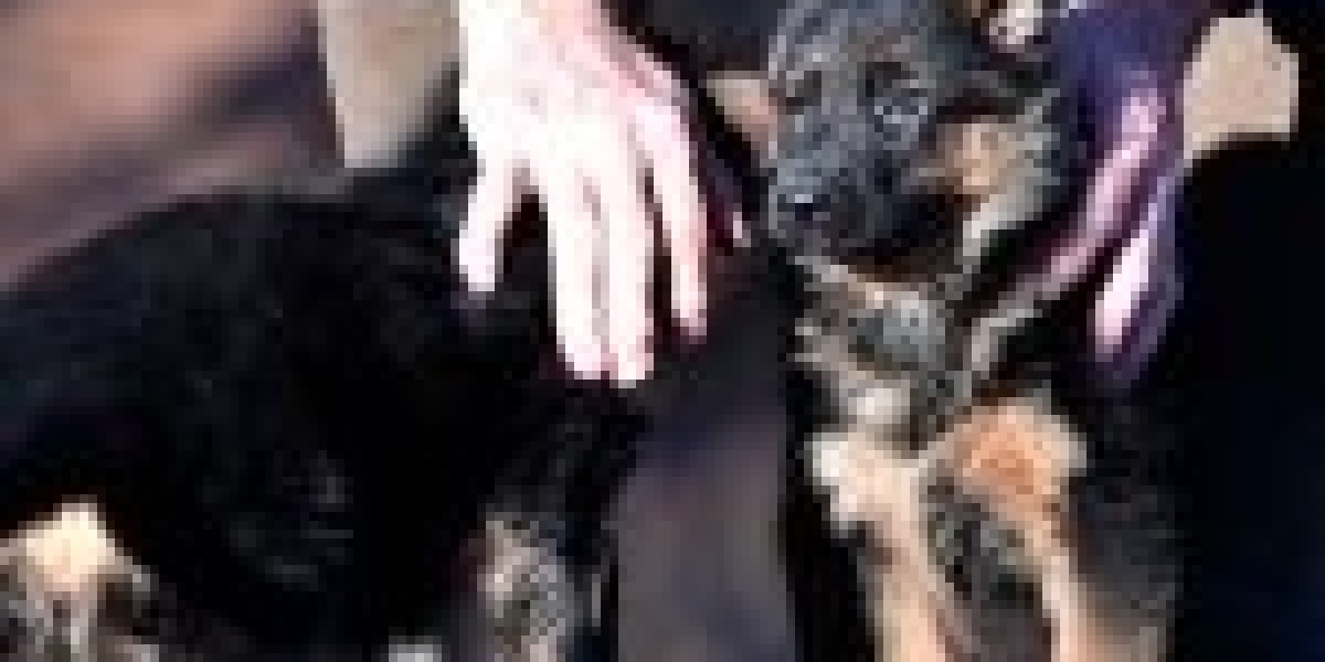 Die Lebenserwartung des Deutschen Schäferhundes: Ein umfassender Leitfaden