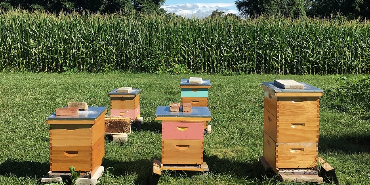 Step-by-Step Guide to Learning Beekeeping: Start Your Hive Adventure Today