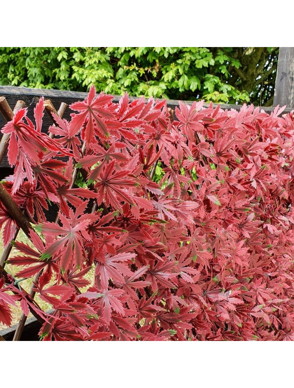 Weather Resistant Red Acer Expanding Willow Trellis Fence - Netting Store