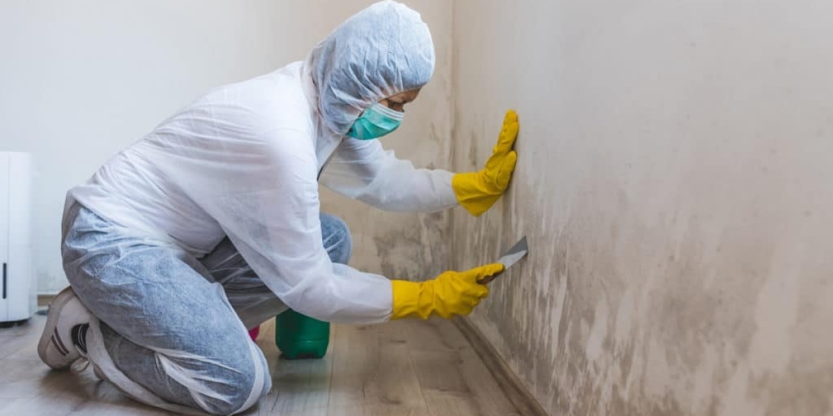 Mold Remediation Services Near Me