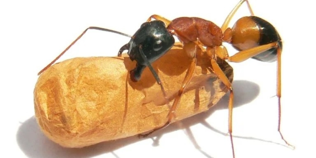 Ant Control Melbourne – Say Goodbye to Ant Infestations for Good