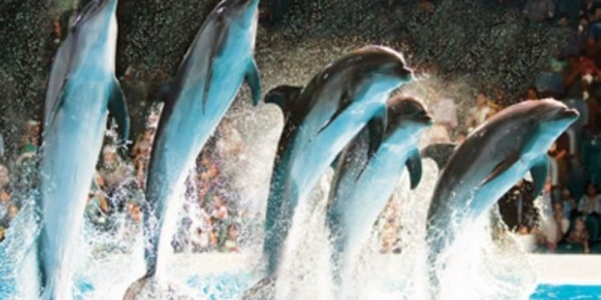 Find the Best Dolphinarium Dubai Offers Instantly with FomoApp