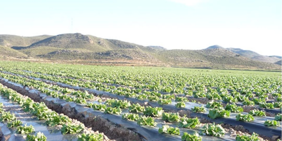 The Comprehensive Guide to Mulch Film: Enhancing Agriculture and Gardening
