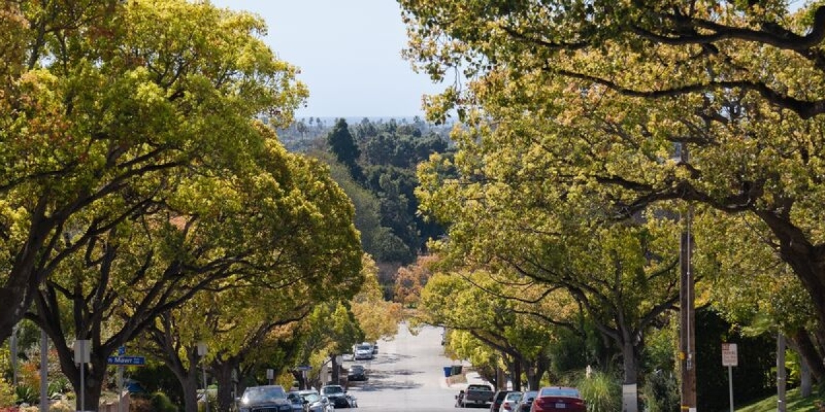 Culver City Tree Company: Expert Tree Services by Gabriel Tree Services