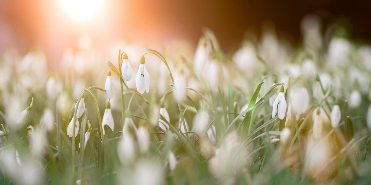 Don’t Miss Out! Petition Splinter x 50 Limited Offer on u4gm