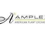 amplexwholesalenursery